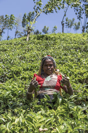 NUWARA, SRI LANKA - JANUARY 26, 2014: Unidentified woman working on the tea plantation in Nuwara, Sri Lanka. Sri Lanka is the world's fourth largest producer of tea.のeditorial素材