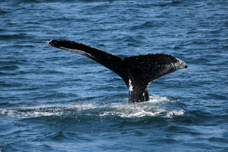 Whale