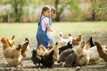 Little girl feeding chickensの写真素材
