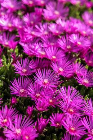 Delosperma flowersの写真素材