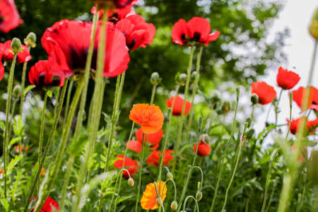 Poppies in the fieldの写真素材