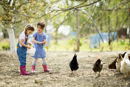 Two little girls feeding chickensの写真素材