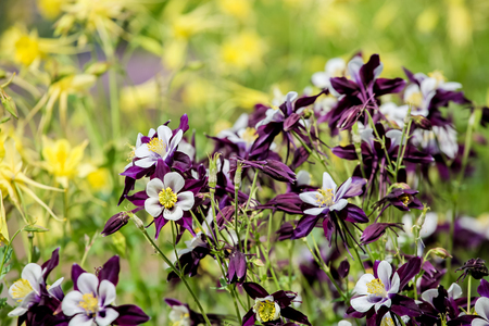 Aquilegia flowersの写真素材