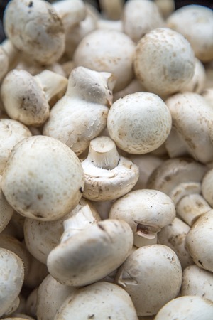 Mushroomsの写真素材