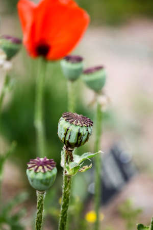 Poppies in the fieldの写真素材