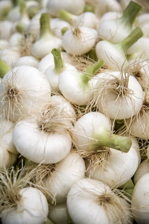 Fresh onions on the marketの写真素材