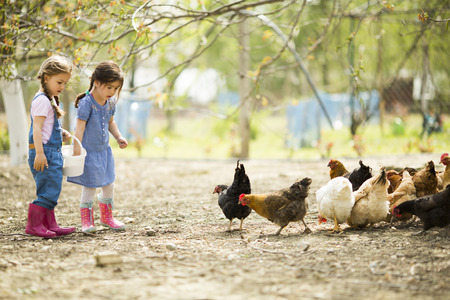 Two little girl feeding chickens Two little girl feeding chickens