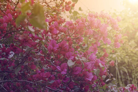 Spring flowersの写真素材