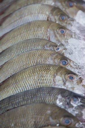 Fresh seafood