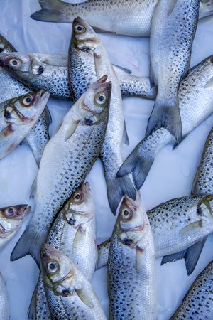 Fresh fish on the market