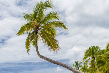 Detail from the tropical beachの写真素材