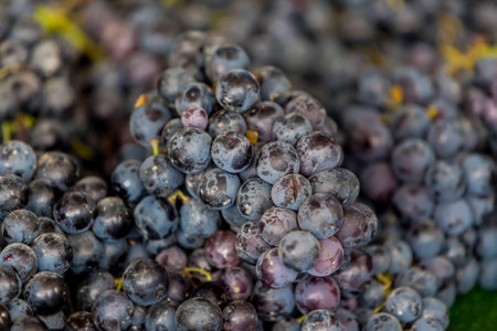 Fresh grapesの写真素材