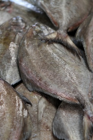 Fish market in Dubai