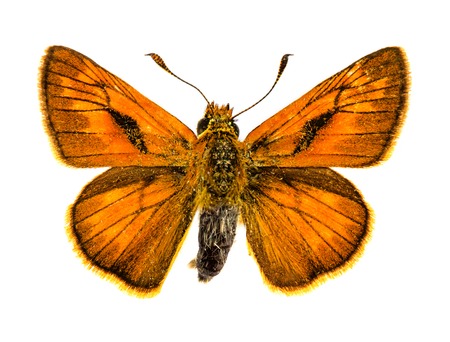 Large Skipper (Ochlodes sylvanus) butterflyの写真素材