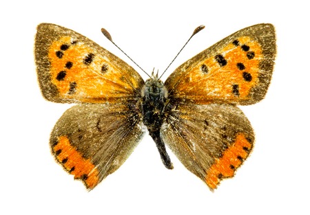 Common Copper (Lycaena phlaeas) butterflyの写真素材