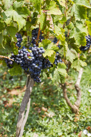 Vineyardの写真素材