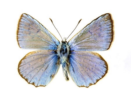 Blues butterflyの写真素材
