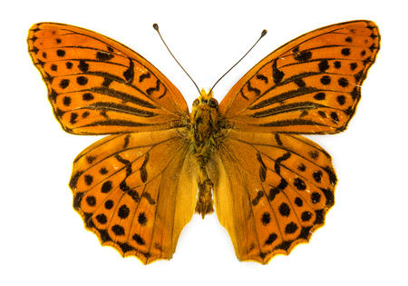 Silver-washed fritillary (Argynnis paphia) butterflyの写真素材