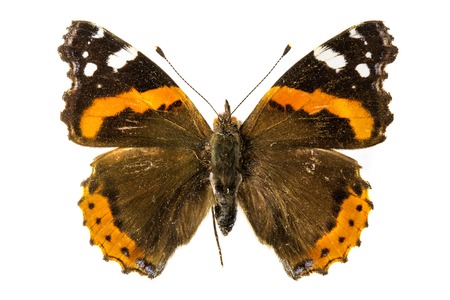 Red Admiral Butterfly (Vanessa atalanta)の写真素材