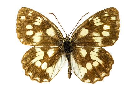 Butterflyの写真素材