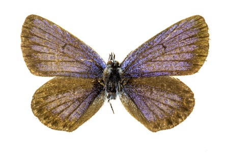 Blues butterflyの写真素材