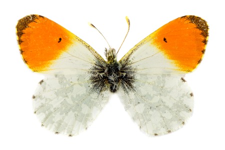 Orange-tip Butterfly (Anthocharis cardamines)の写真素材