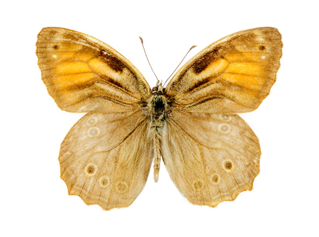 Lattice Brown (Kirinia roxelana)butterflyの写真素材