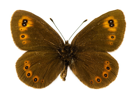 Arran Brown (Erebia ligea) butterflyの写真素材