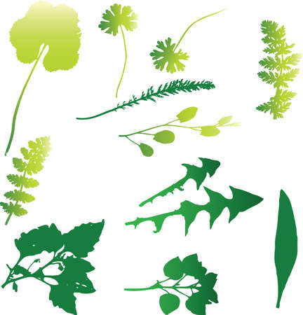 Vector illustration of the plantsのイラスト素材