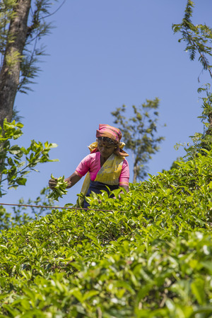 NUWARA, SRI LANKA - JANUARY 26, 2014: Unidentified woman working on the tea plantation in Nuwara, Sri Lanka. Sri Lanka is the world's fourth largest producer of tea.のeditorial素材
