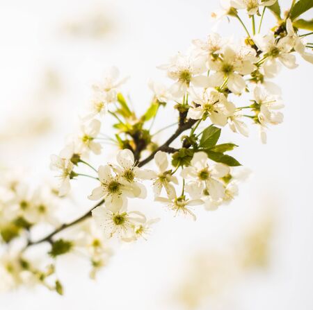 Spring tree blossomの写真素材