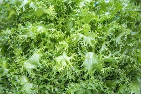 Close up view at the green saladの写真素材