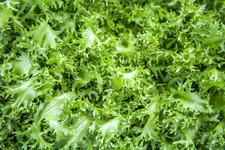 Close up view at the green saladの写真素材