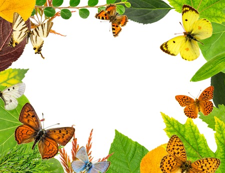 Leaves and butterfliesの写真素材