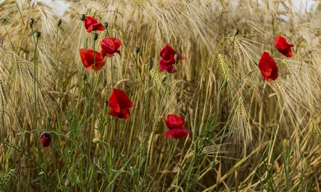 Poppies in the fieldの写真素材