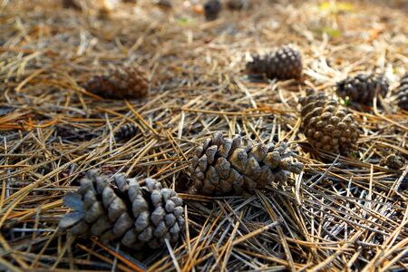 Pinecones