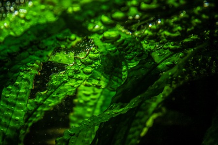 Green leaves