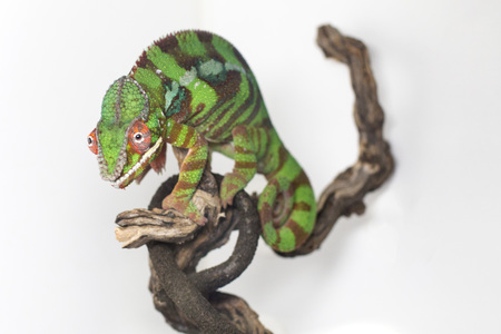 Chameleonの写真素材