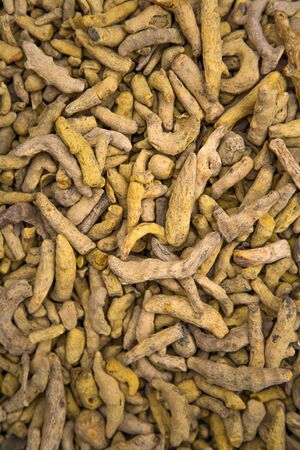 Curcumaの写真素材