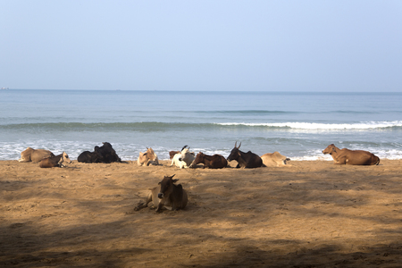 Cows on the Agonda beach in Indiaの写真素材