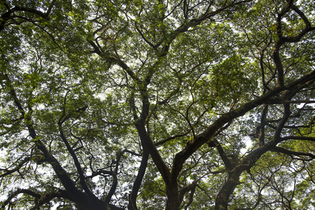 Treetop