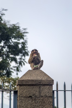 Monkey at Elephanta Island, Mumbai, India