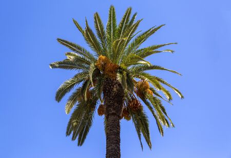 Palm treeの写真素材