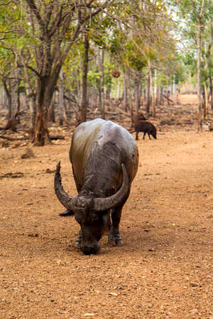 Water buffalo in the Thailand forestの写真素材