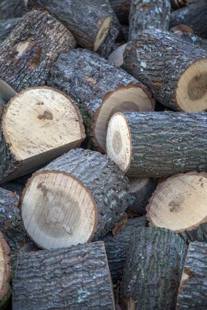 Stockpile of logs