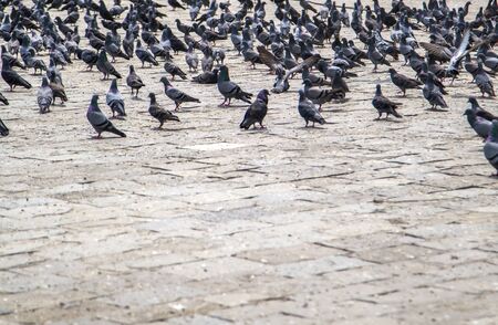 Pigeons on the street in Mumbai, India