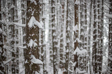 Trees under snow