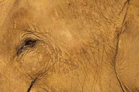 Elephant's eyeの写真素材