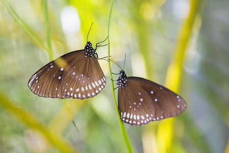 Butterflies from Bai Orchid and Butterfly Farm at Chiang Mai, Thailand
