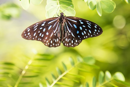 Butterfly from Bai Orchid and Butterfly Farm at Chiang Mai, Thailandの写真素材